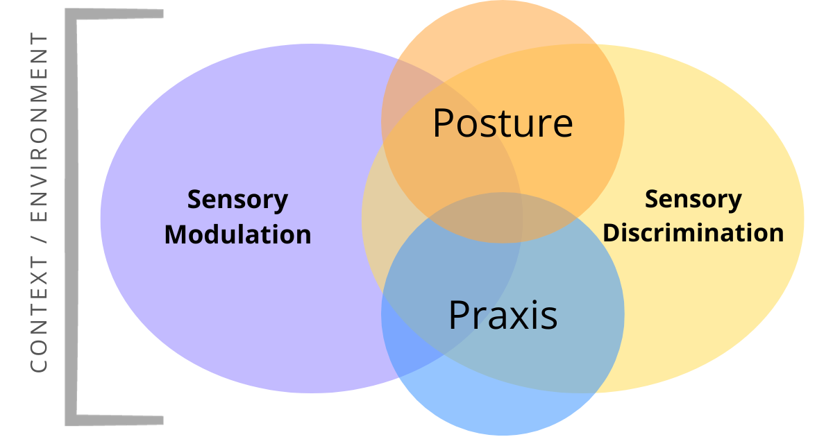 A graphic image of several overlapping shapes. A large oblong purple oval to represent sensory modulation. An orange oval overlaps with this shape and reads "sensory discrimination". At the bottom two large circles also overlap, although not entirely, and read Posture and Praxis.