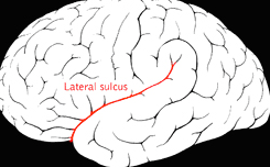 Picture of brain highlighting the lateral sulcus