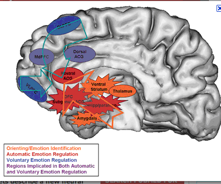 picture of brain highlighting interoception