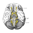 Picture of the brain looking up from the base, with the olfactory region highlighted