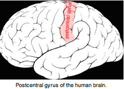 Picture of brain highlighting the postcentral gyrus